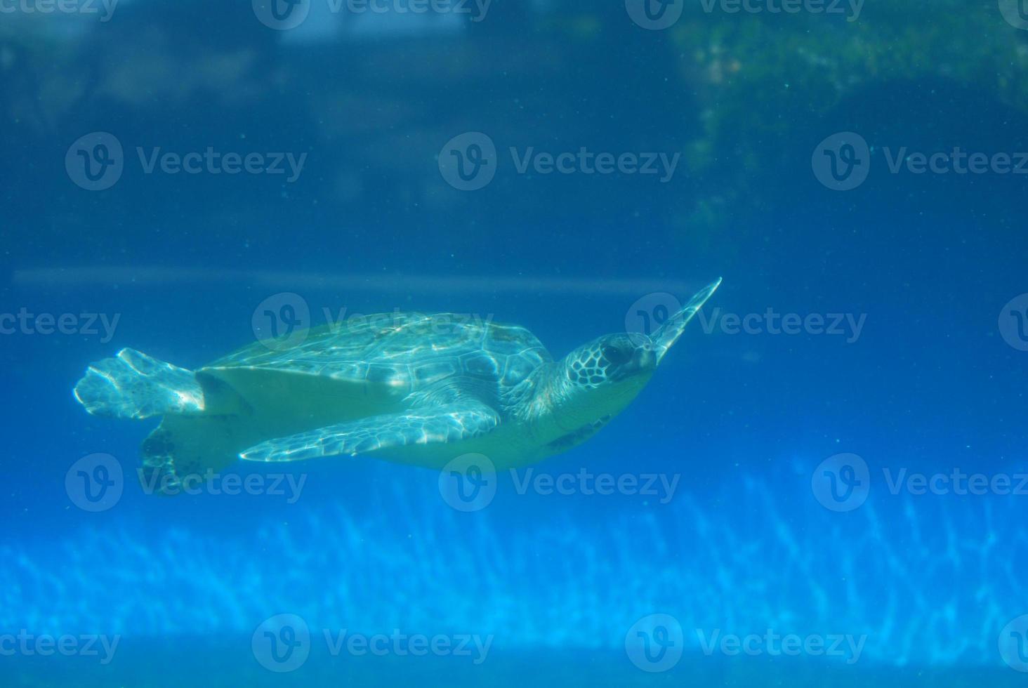 tortuga marina deslizándose bajo el agua foto