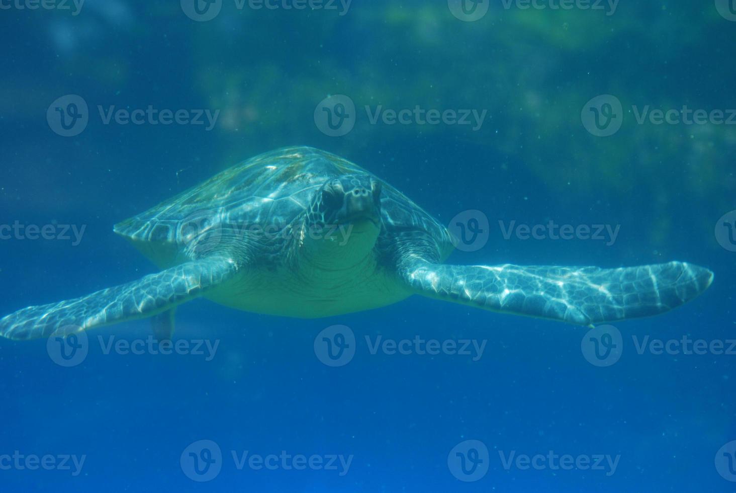 mirada fantástica a la tortuga marina nadando bajo el agua foto