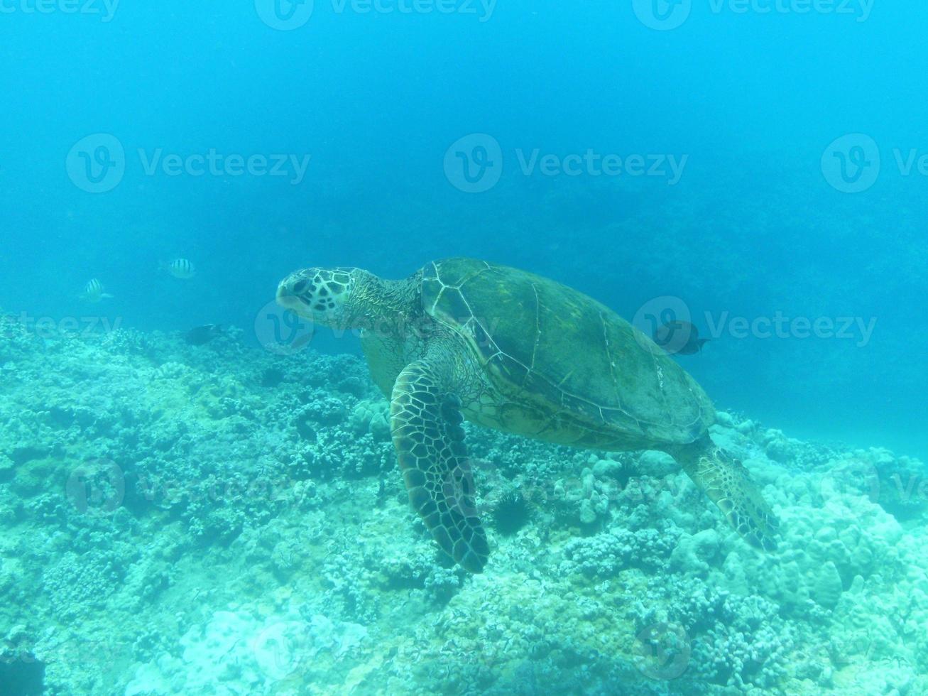 tortuga marina en el mar azul profundo foto