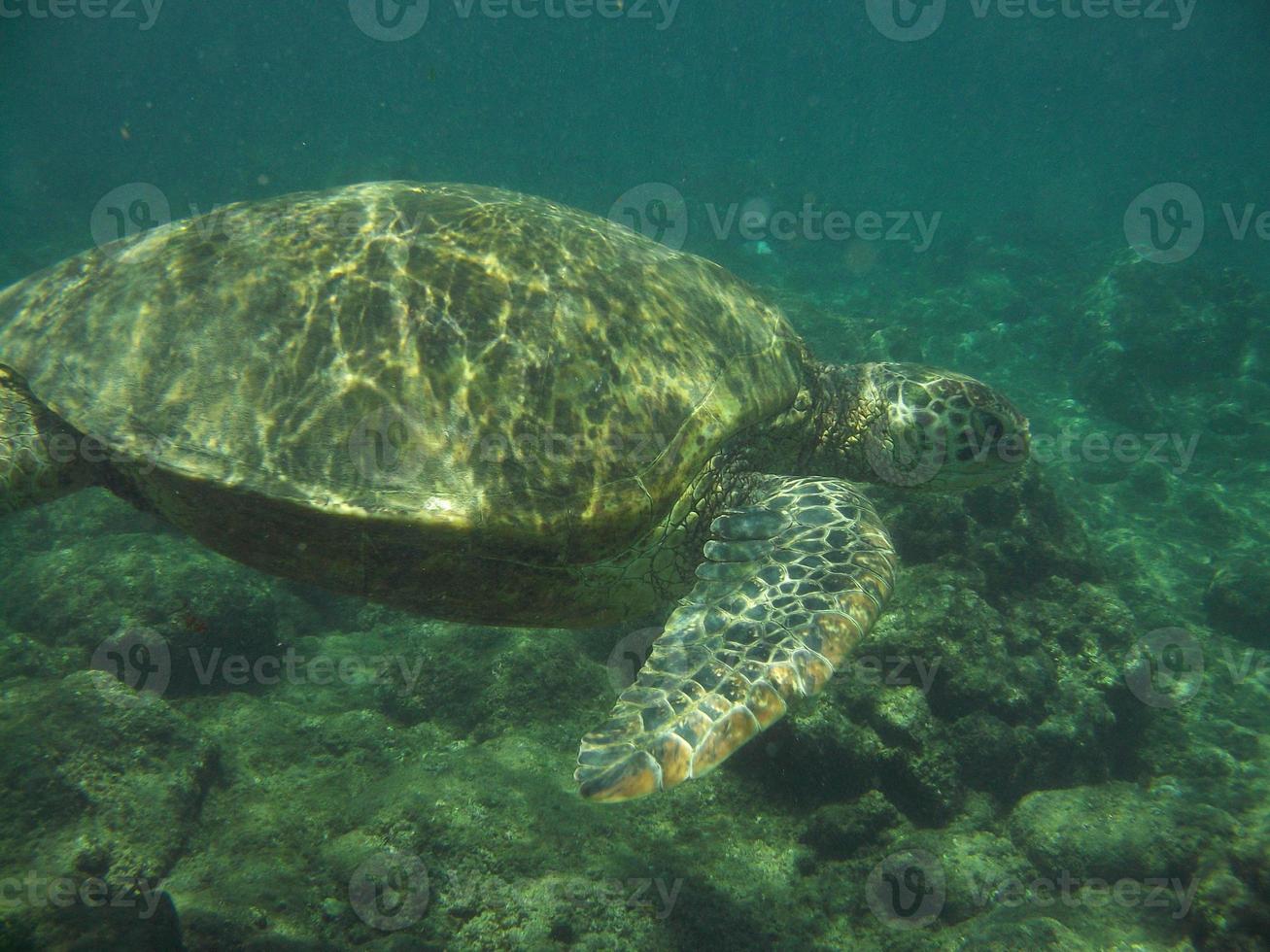 Loggerhead Sea Turtle Swimming Along Underwater photo