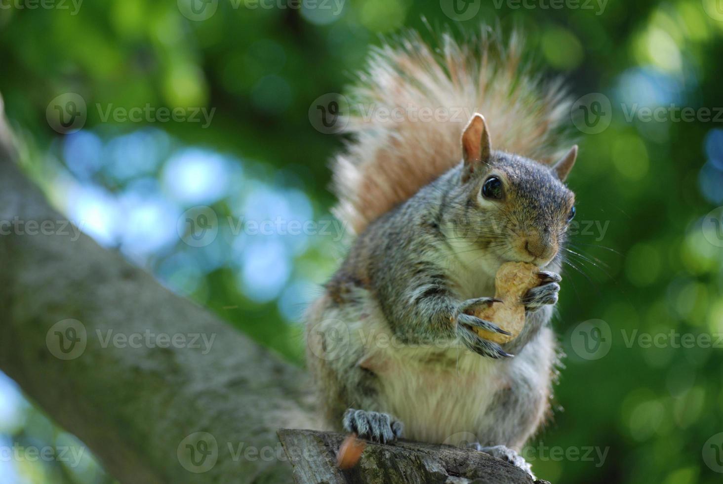 Squirrel Sittiing on a Tree Branch with a Nut photo