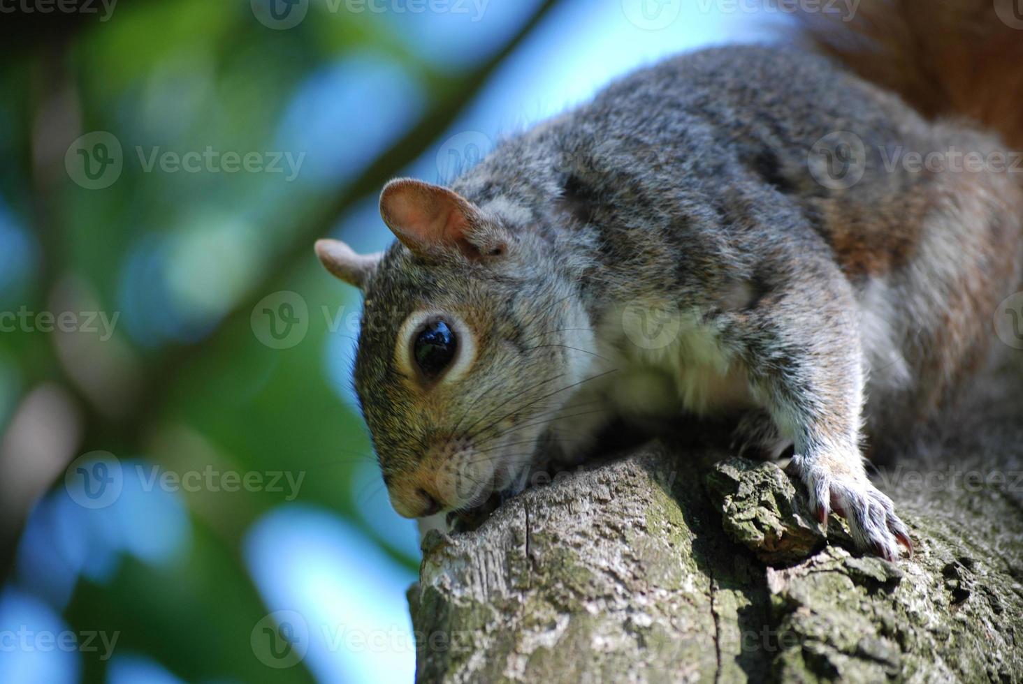 Great Looking Squirrel Sitting on a Tree photo