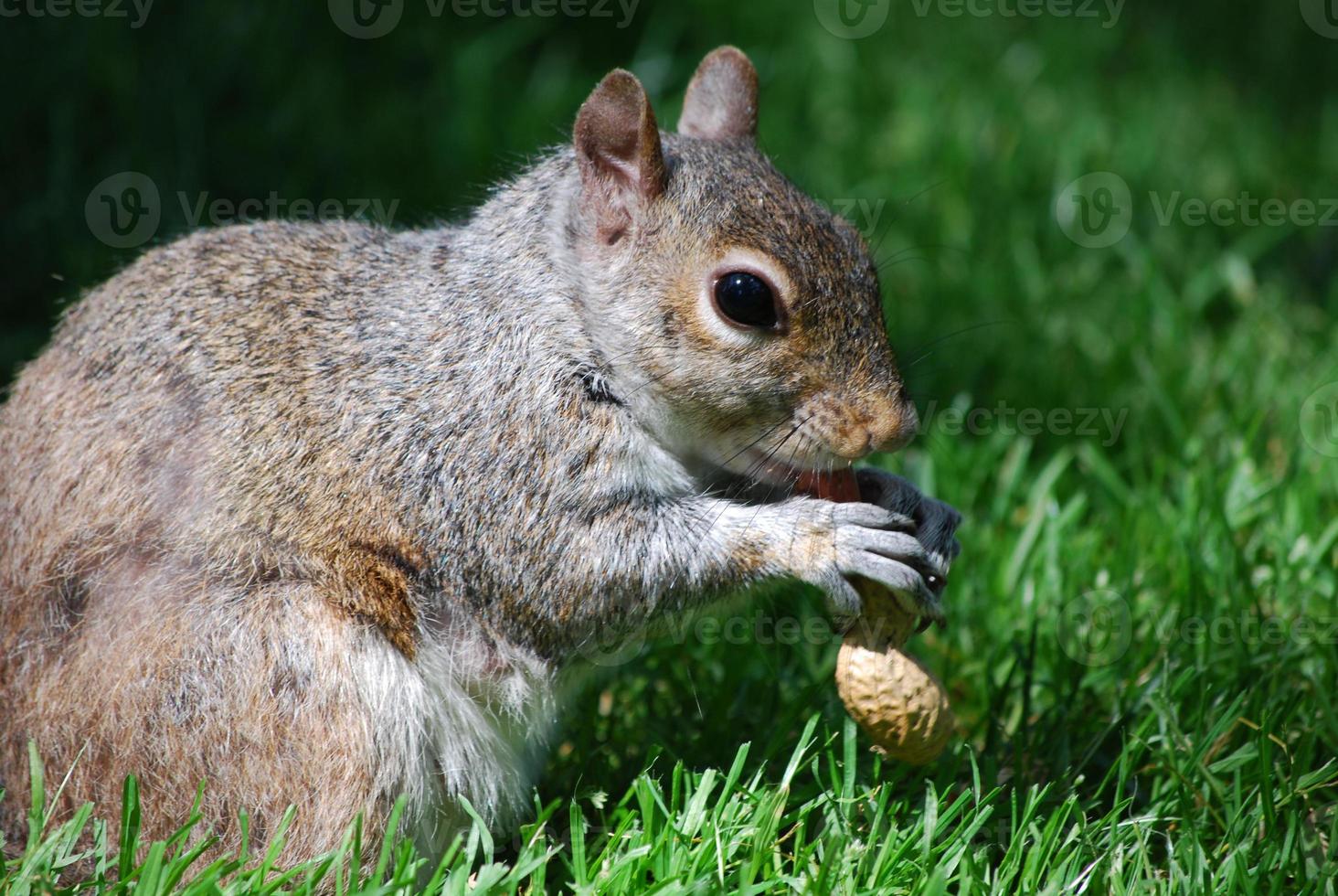 Hungry Squirrel Eating a Peanut photo