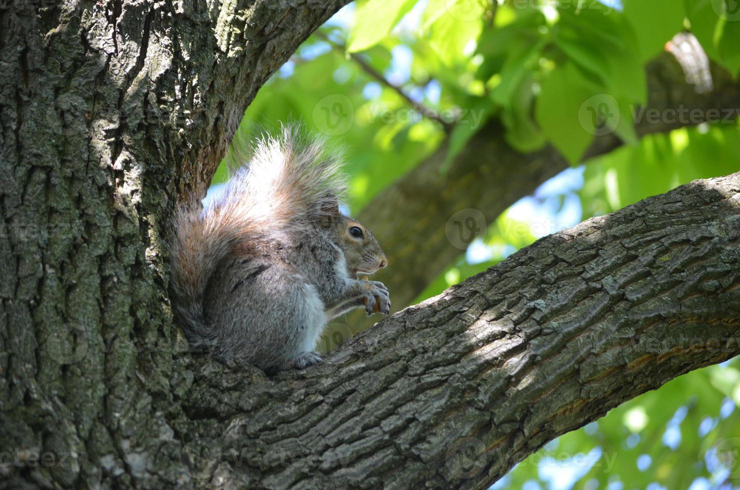 ardilla en el hueco de un árbol comiendo una nuez foto