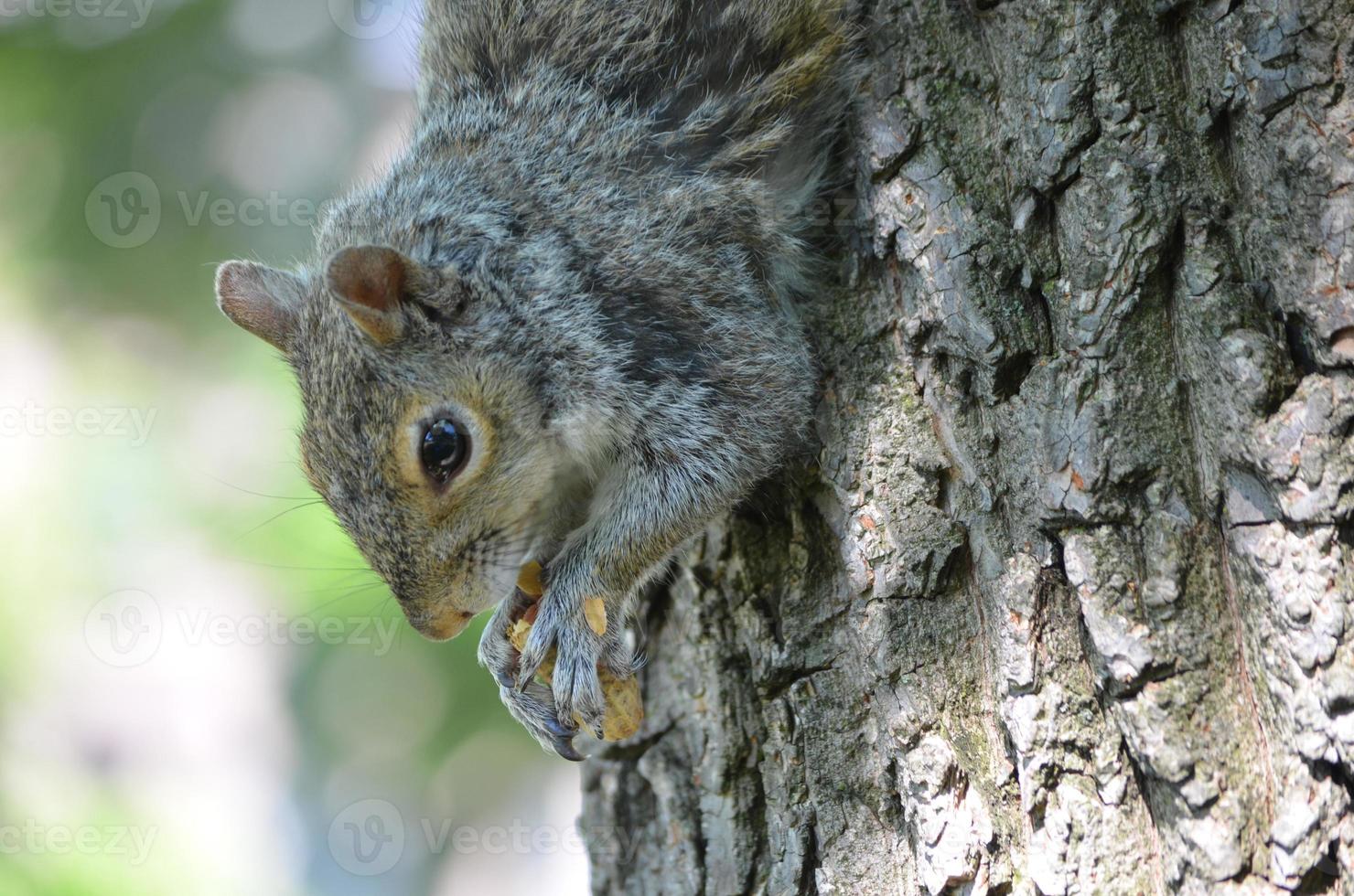 Face of a Squirrel With His Paws Clutching a Nut photo