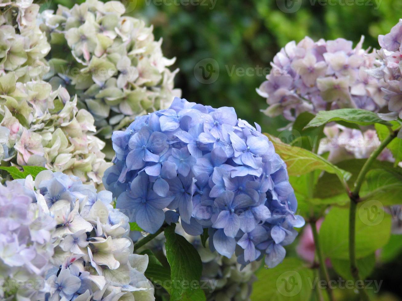 ramas de flores de hortensia pastel en flor foto