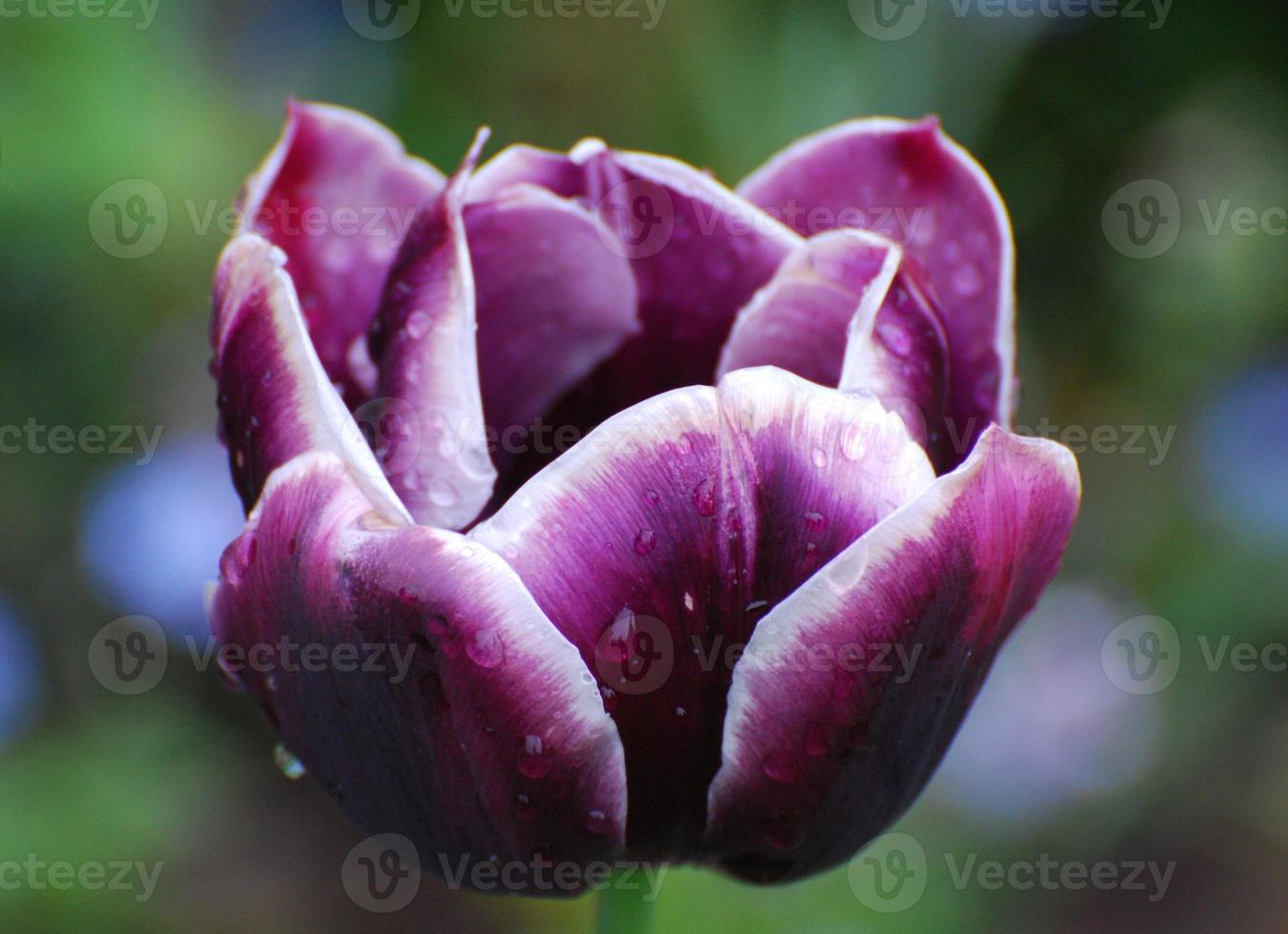 Gorgeous Purple Flowering Tulip in a Garden with Raindrops photo
