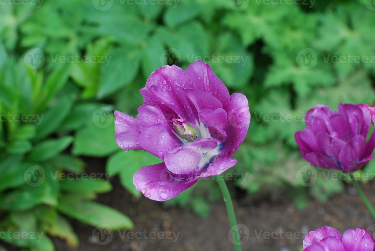 Beautiful Dew Drops with a Purple Parrot Tulip Flower photo