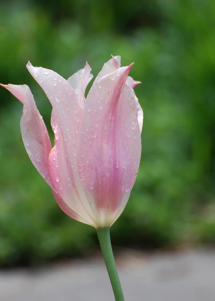 Pale Pink Tulip with Dew Drops Flowering photo