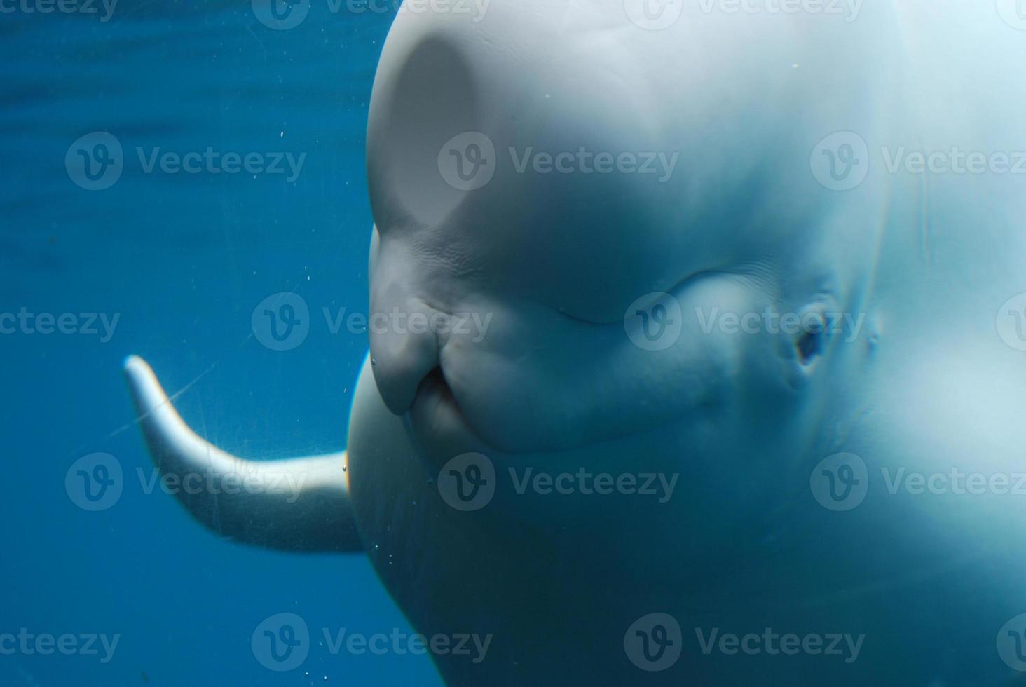 Adorable Face of a Beluga Whale Swimming Underwater photo
