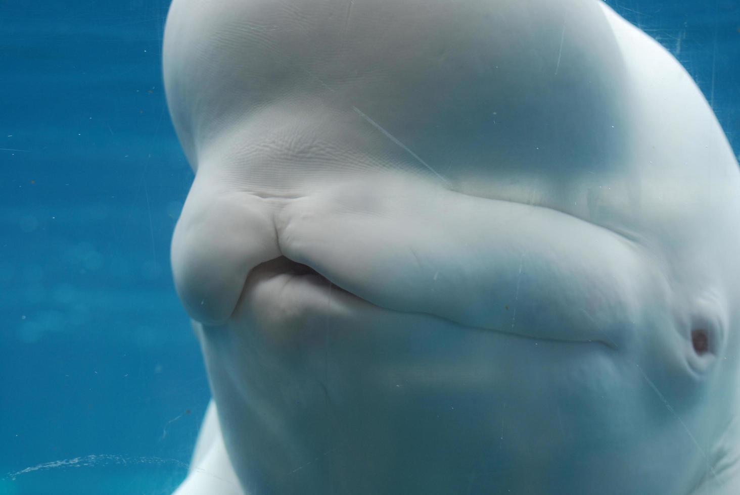 Fantástico vistazo de cerca a una ballena beluga bajo el agua. foto