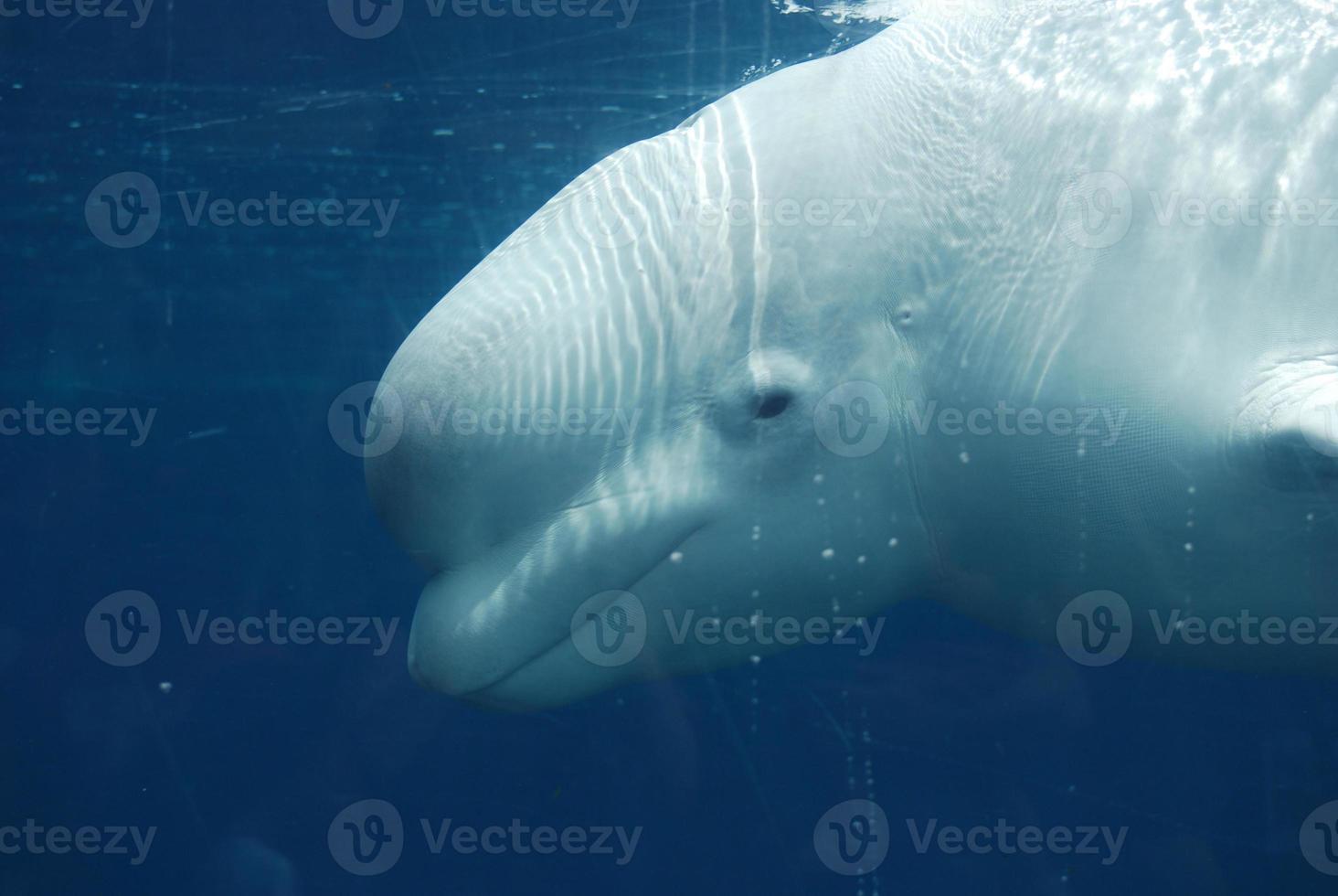 increíble mirada al perfil de una ballena beluga foto