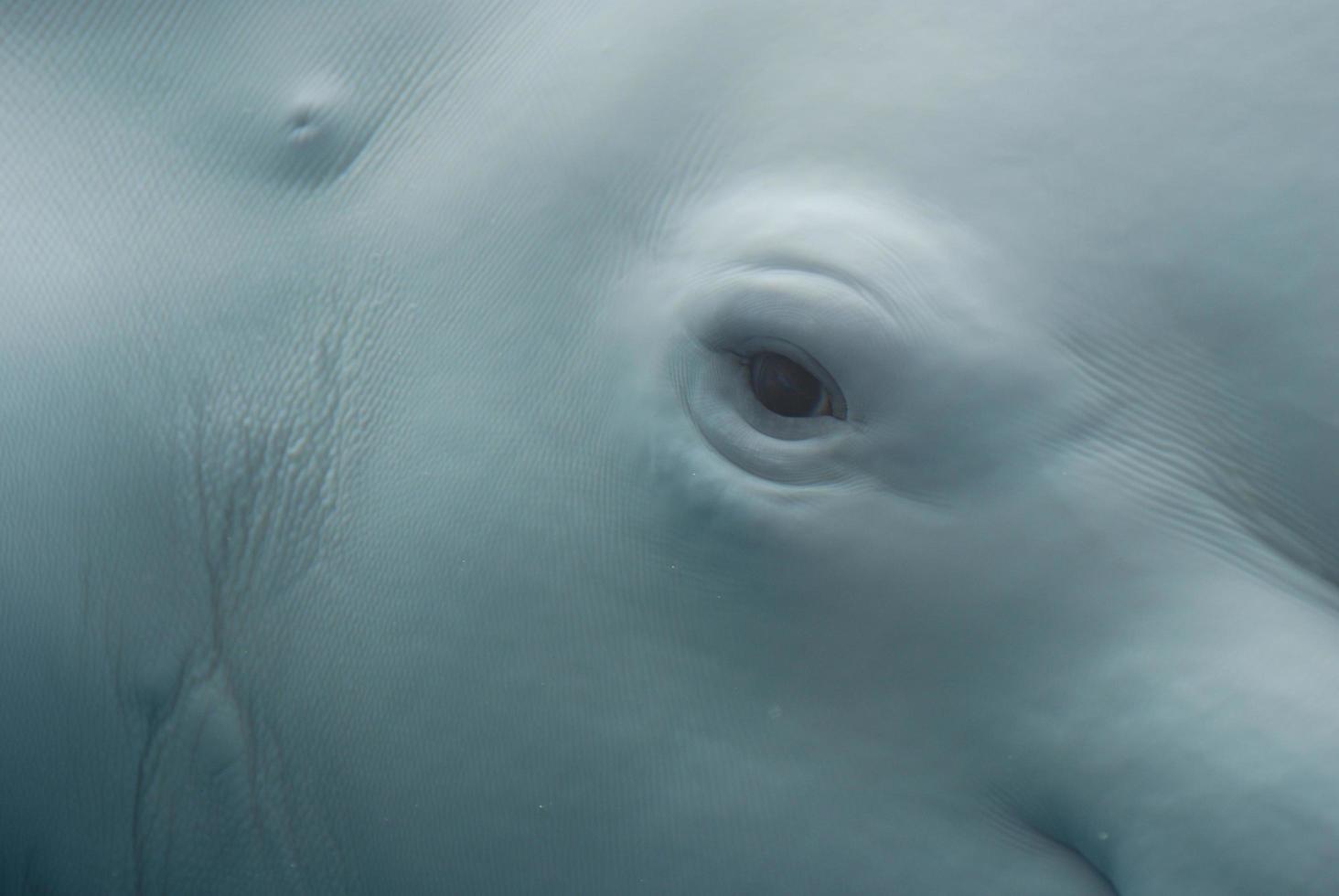 An Up Close Look at the Eye of a Beluga Whale photo