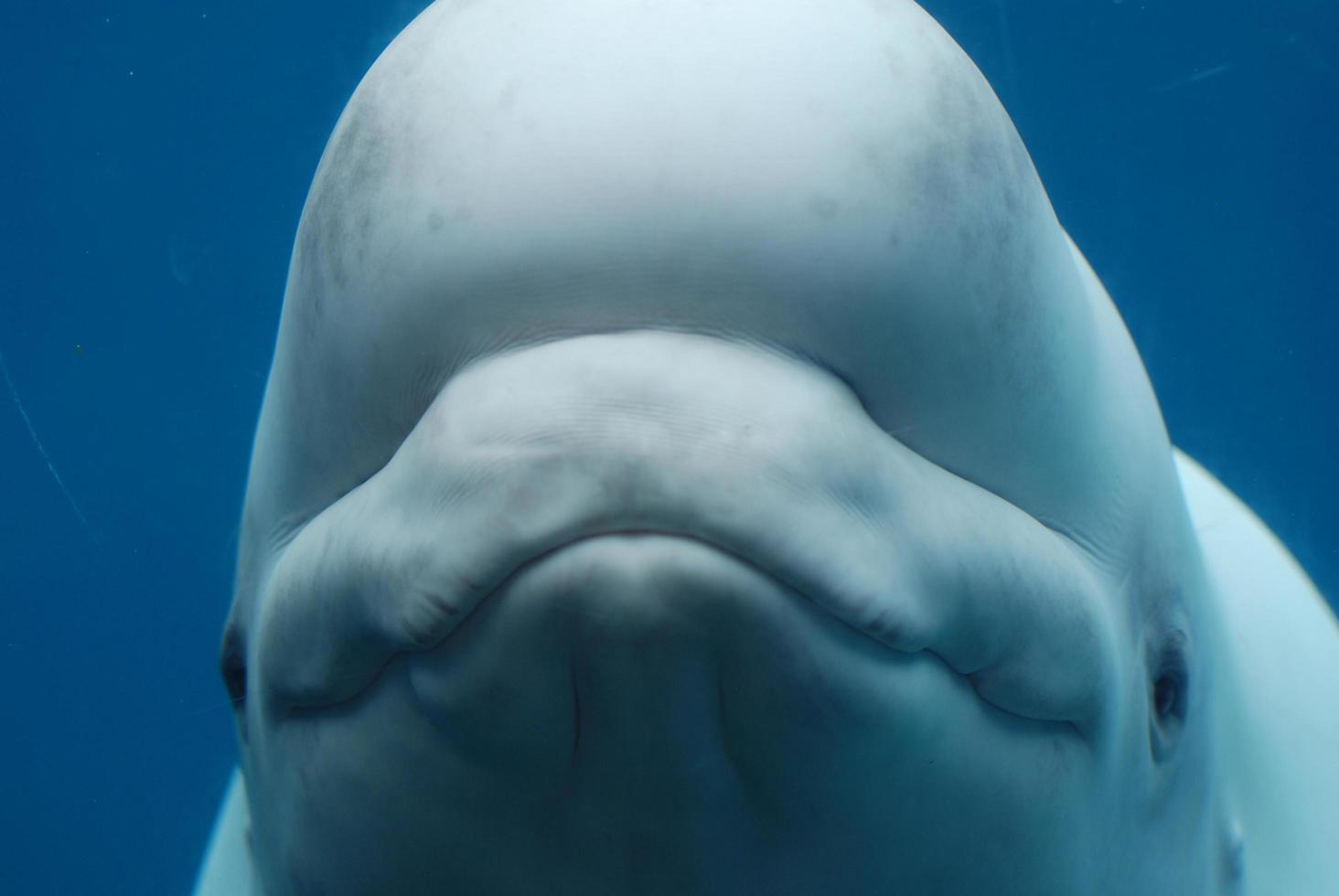 ballena blanca bajo el agua con una boca sonriente foto