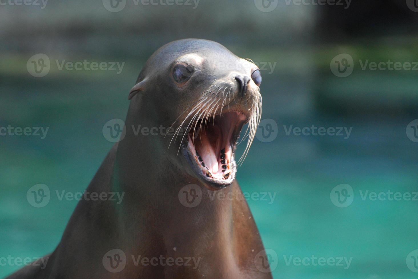 Chatting Sea Lion With HIs Mouth Open photo