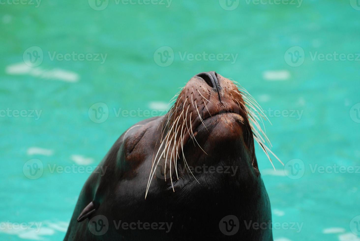 Sea Lion Nose and Whiskers photo