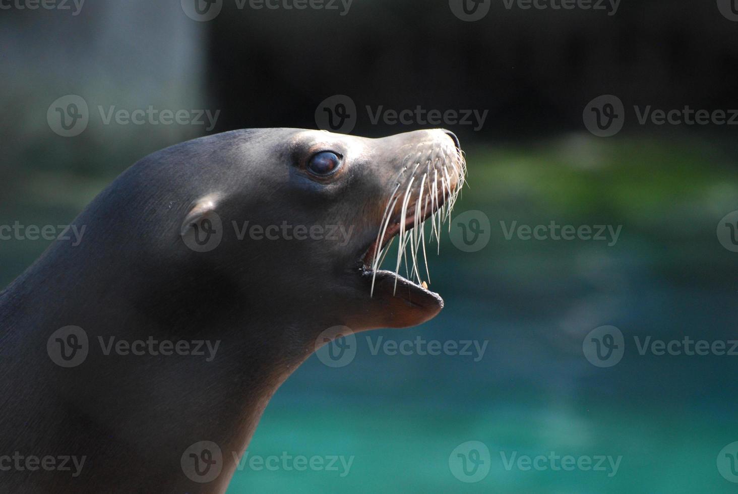 Profile of a Sea Lion With His Mouth Open photo