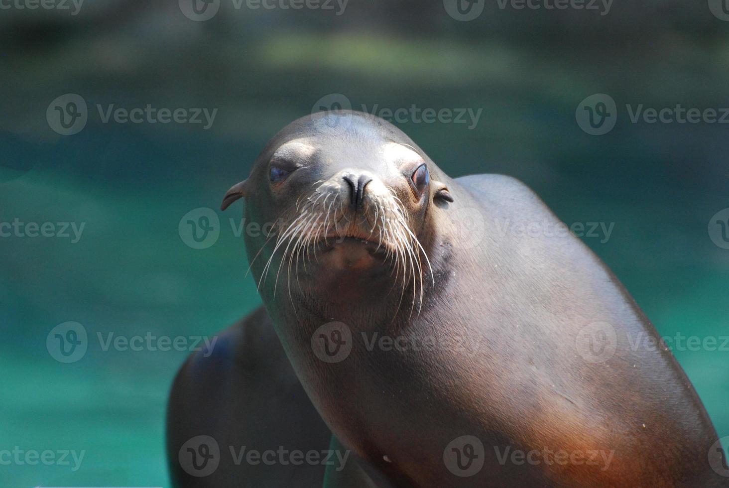 Adorable Face of a Sea Lion photo