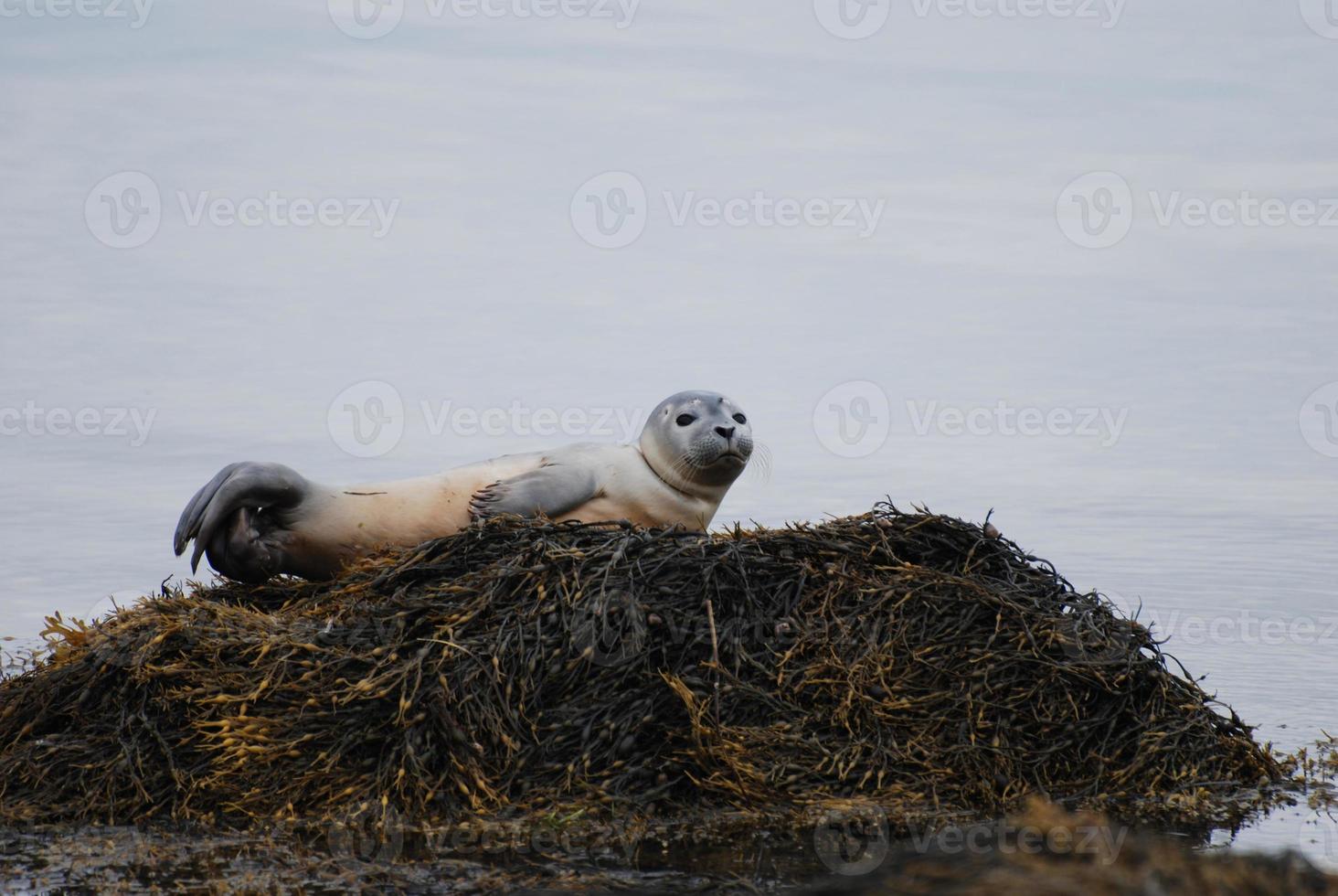 Balancing Seal Pup in Casco Bay photo