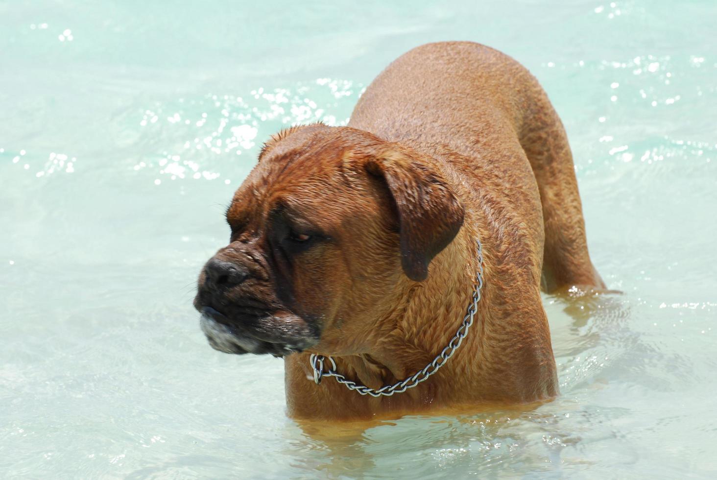 Bordeaux Mastiff in the Ocean photo