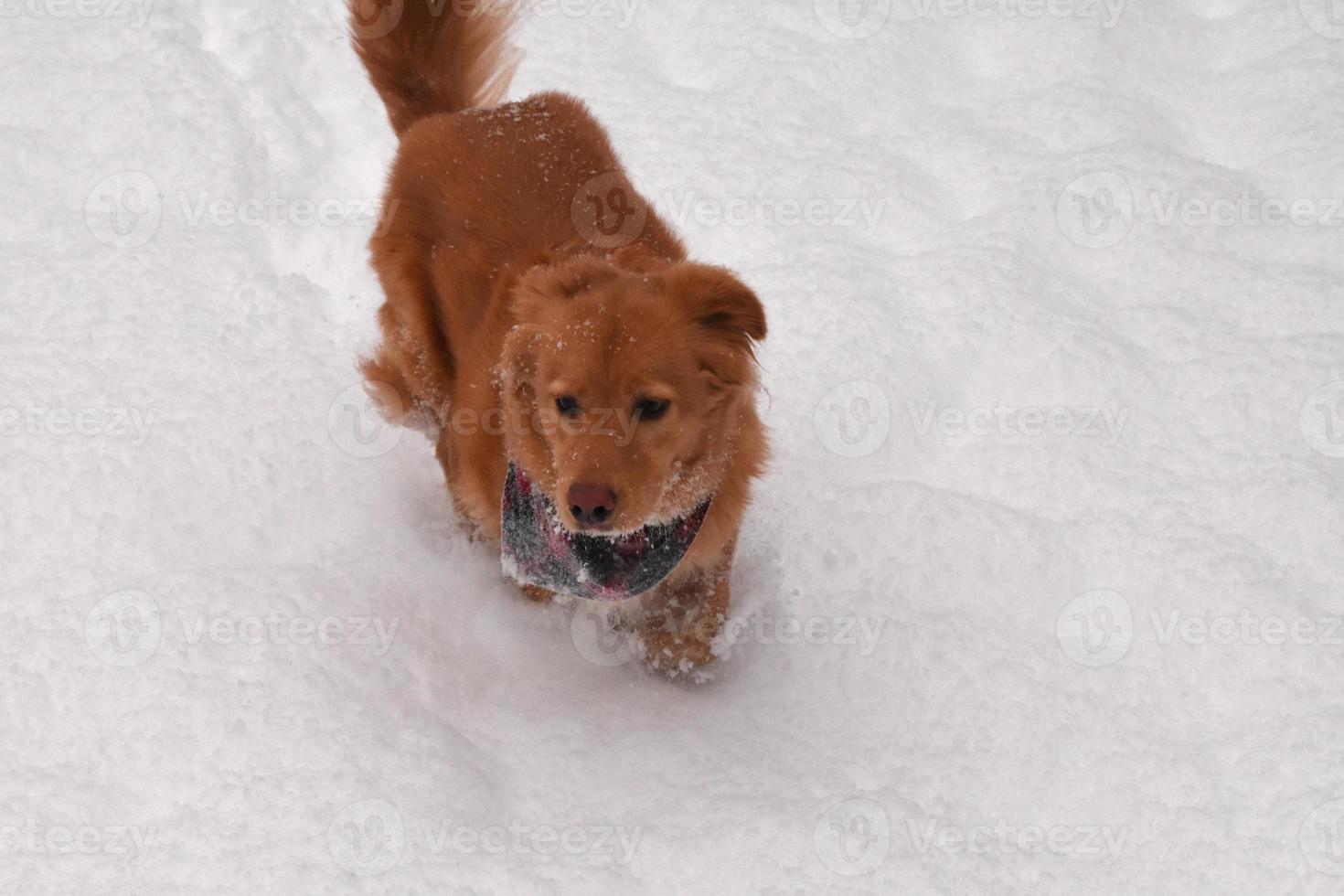 muy lindo perro nevado jugando en la nieve foto