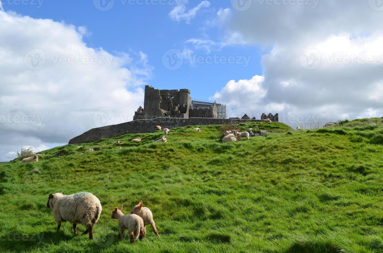 Sheep Grazing in Front of the Rock of Cashel photo