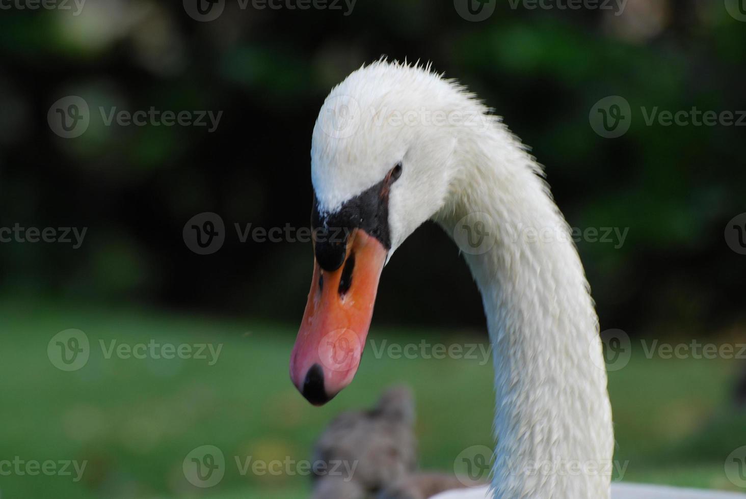 hermoso cisne blanco con un pico naranja en la naturaleza foto