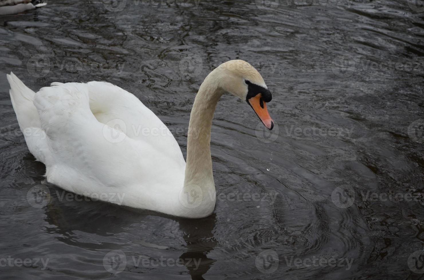 Droplets of Water Falling From the Beak of a White Swan photo