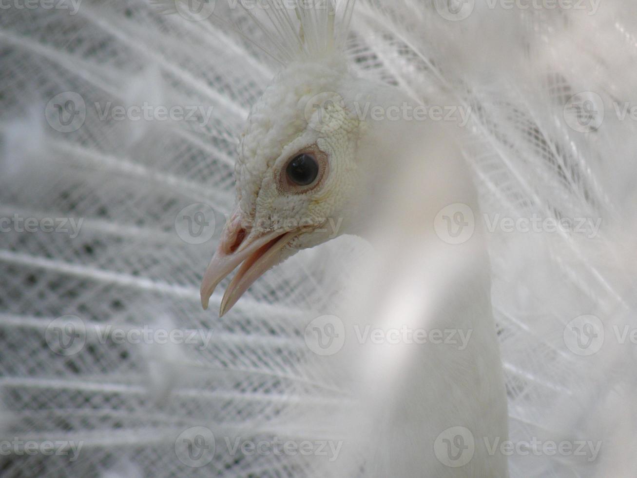 pavo real blanco con una mirada de cerca a su rostro foto