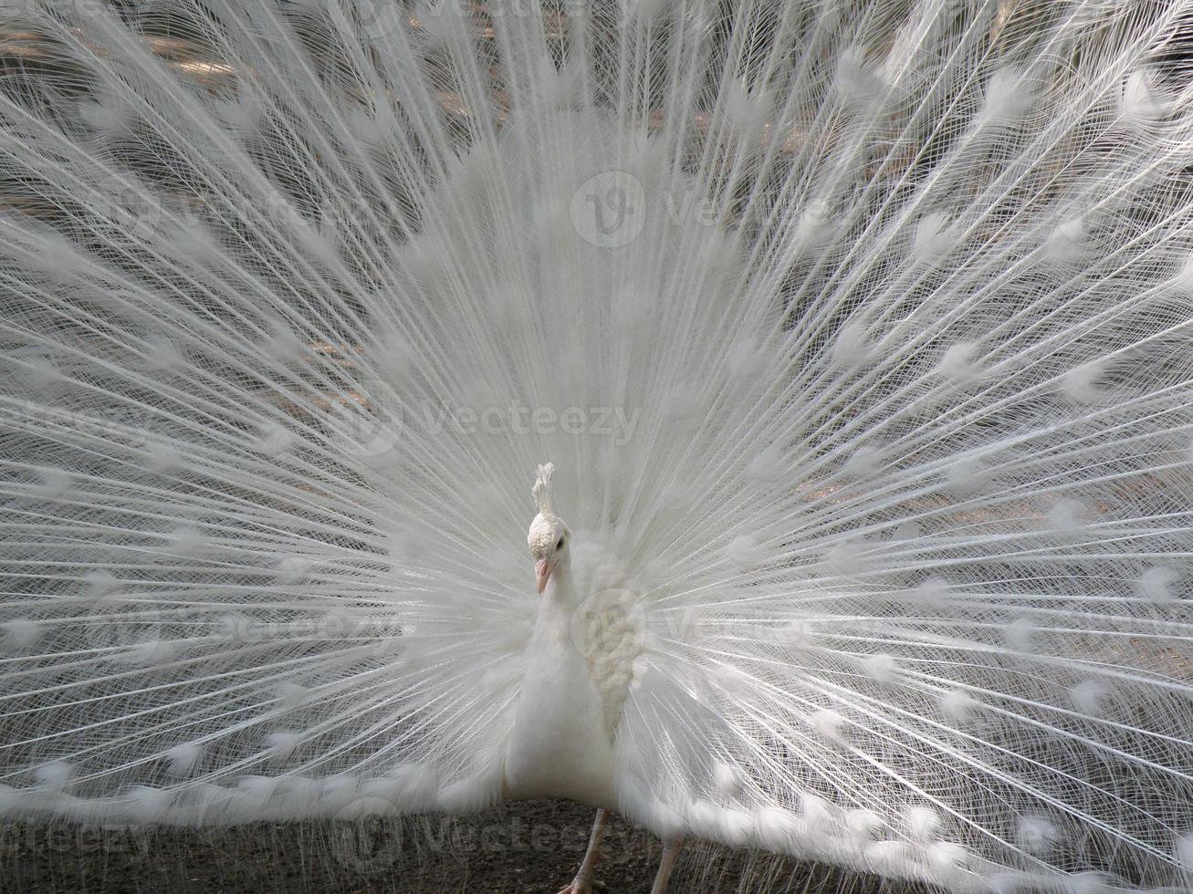 Preening White Peafowl photo