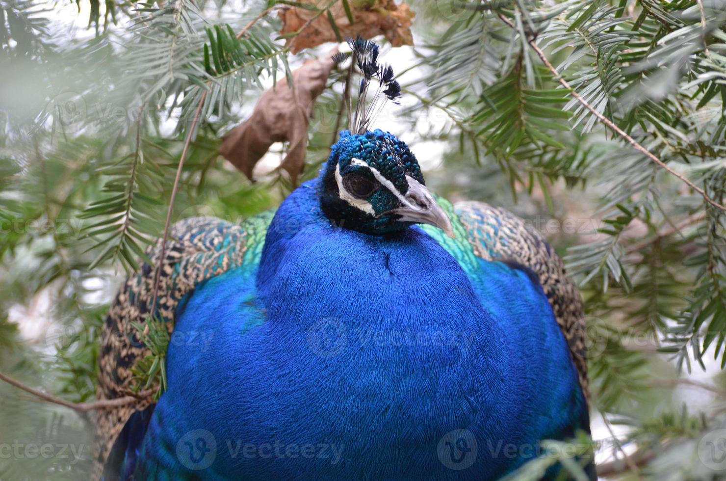 Beautiful Blue Peafowl Sitting in a Pine Grove photo