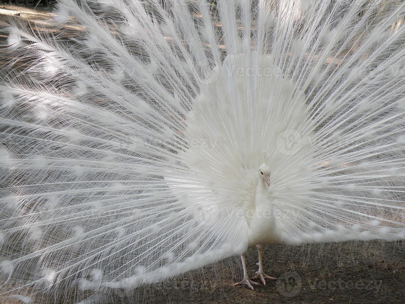 White Peacock with His Feathers Expanded photo