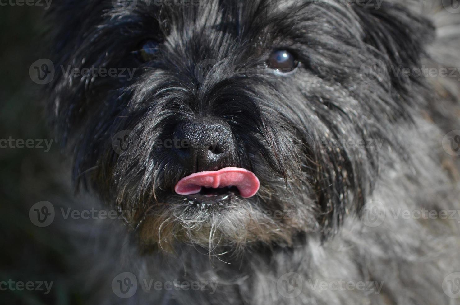Cairn Terrier Licking His Nose photo