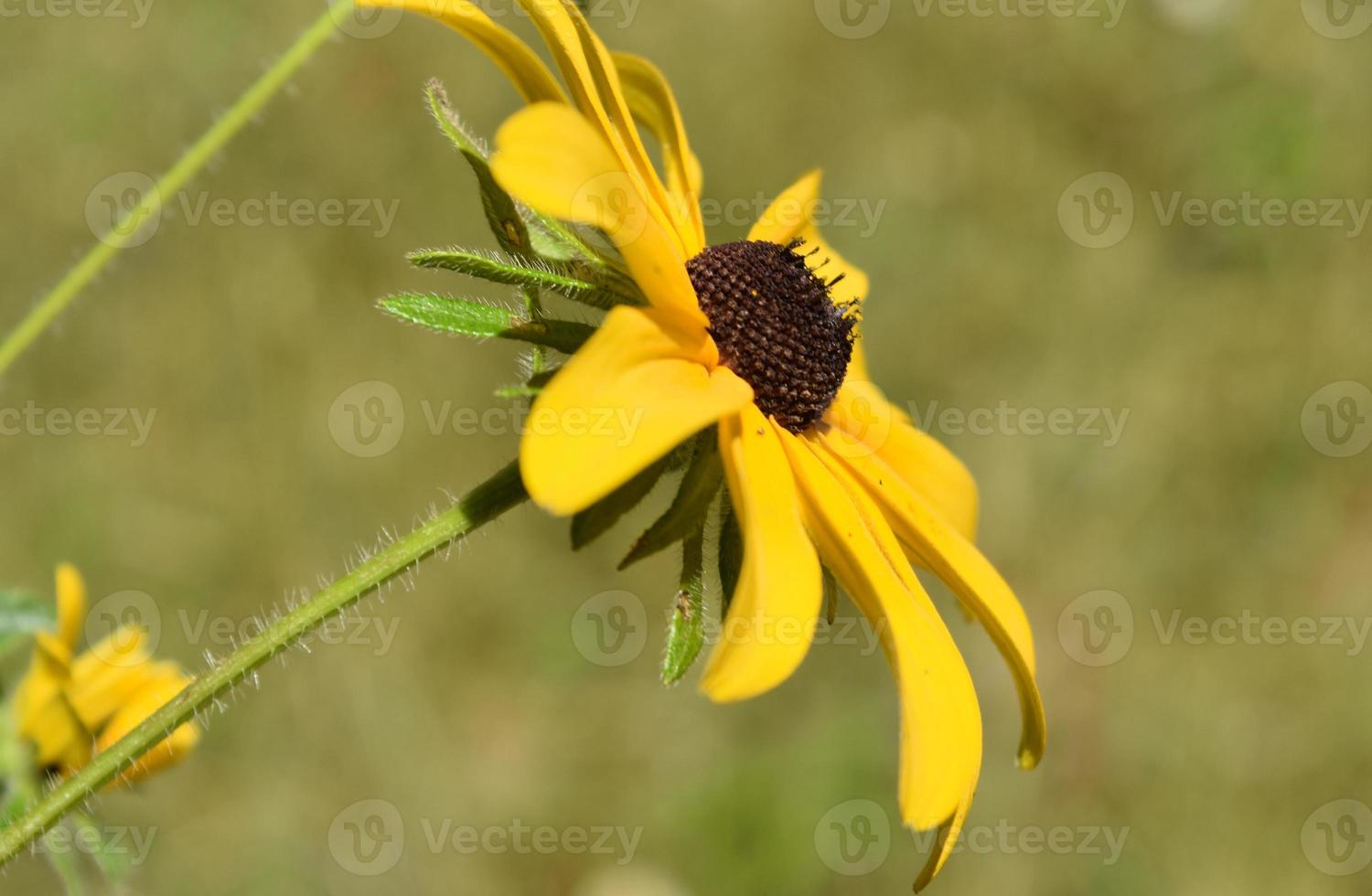 Gloriosa Daisy Flower Blossom Blooming in a Garden photo