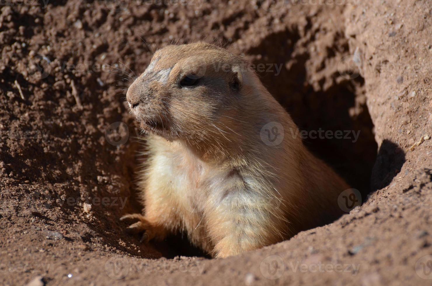 Cute Prairie Dog Climbing Out of a Hole photo