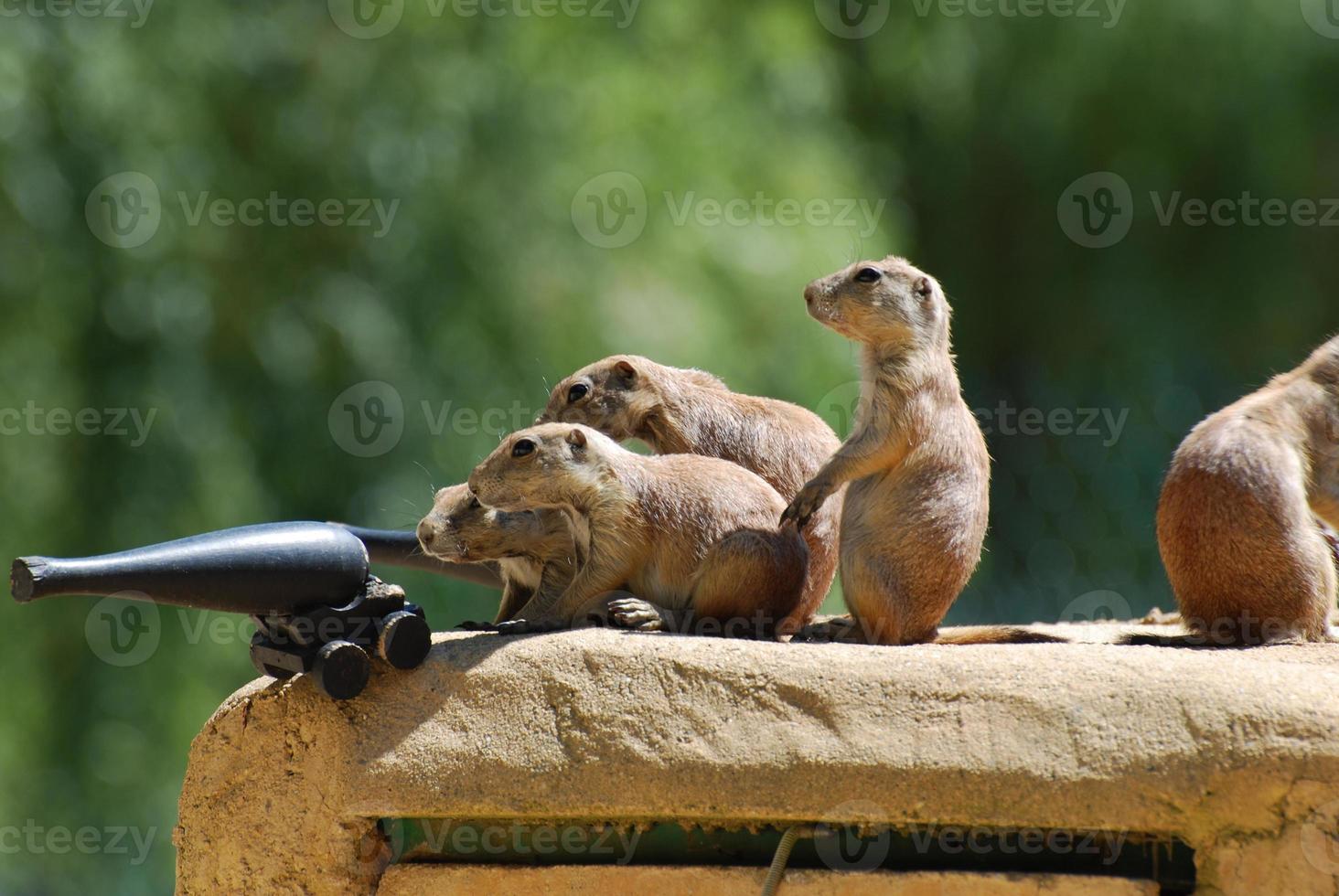 Prairie Dog Army with a Cannon Ready to Fire photo