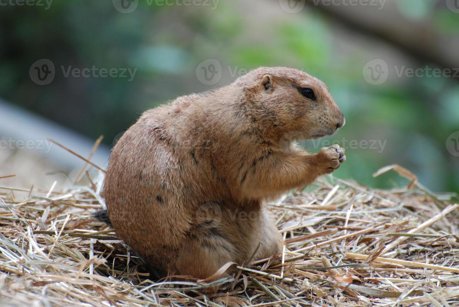 Angry Black Tailed Prairie Dog That Looks Ready to Fight photo