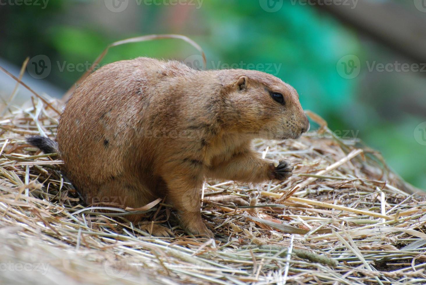 Black Tailed Prairie Dog Snacking on Crumbs photo