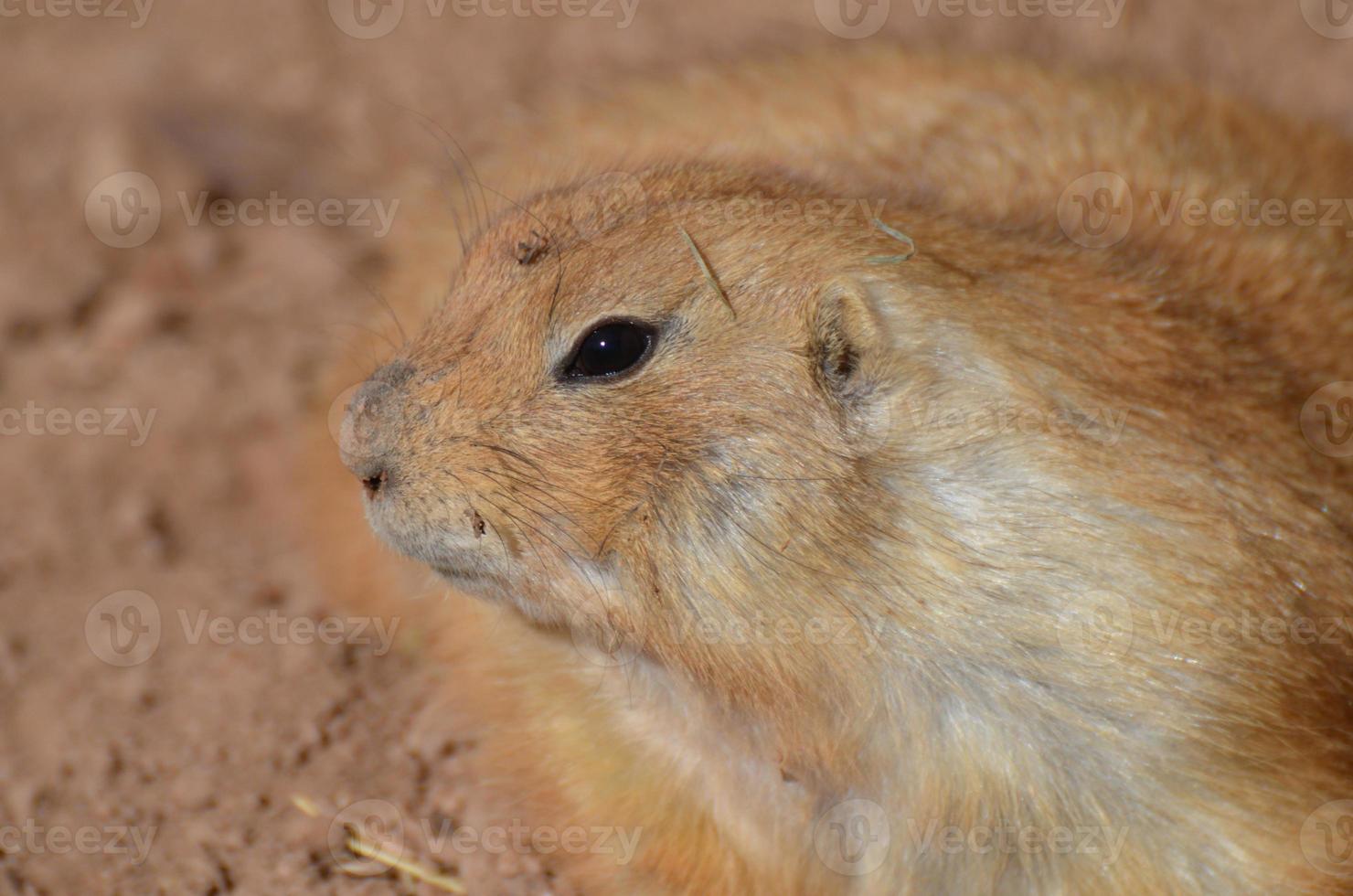 Sweet Profile of a Prairie Dog Playing in Dirt photo