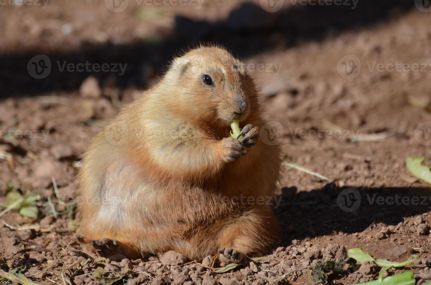 Overweight Prairie Dog Enthusiastically Eating Some Greens photo