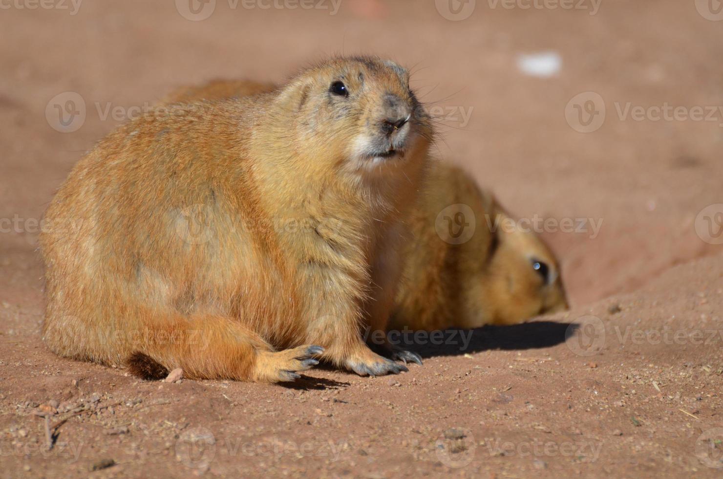 Absolutely Adorable Prairie Dog with  a Friend photo