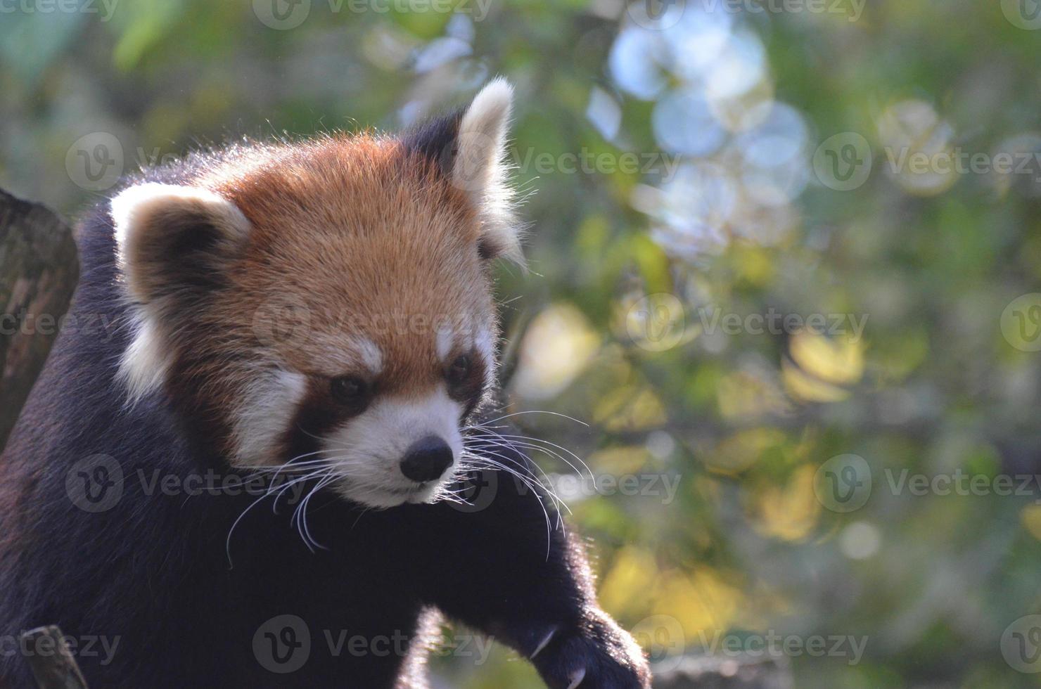 Gorgeous Red Bear-Cat photo