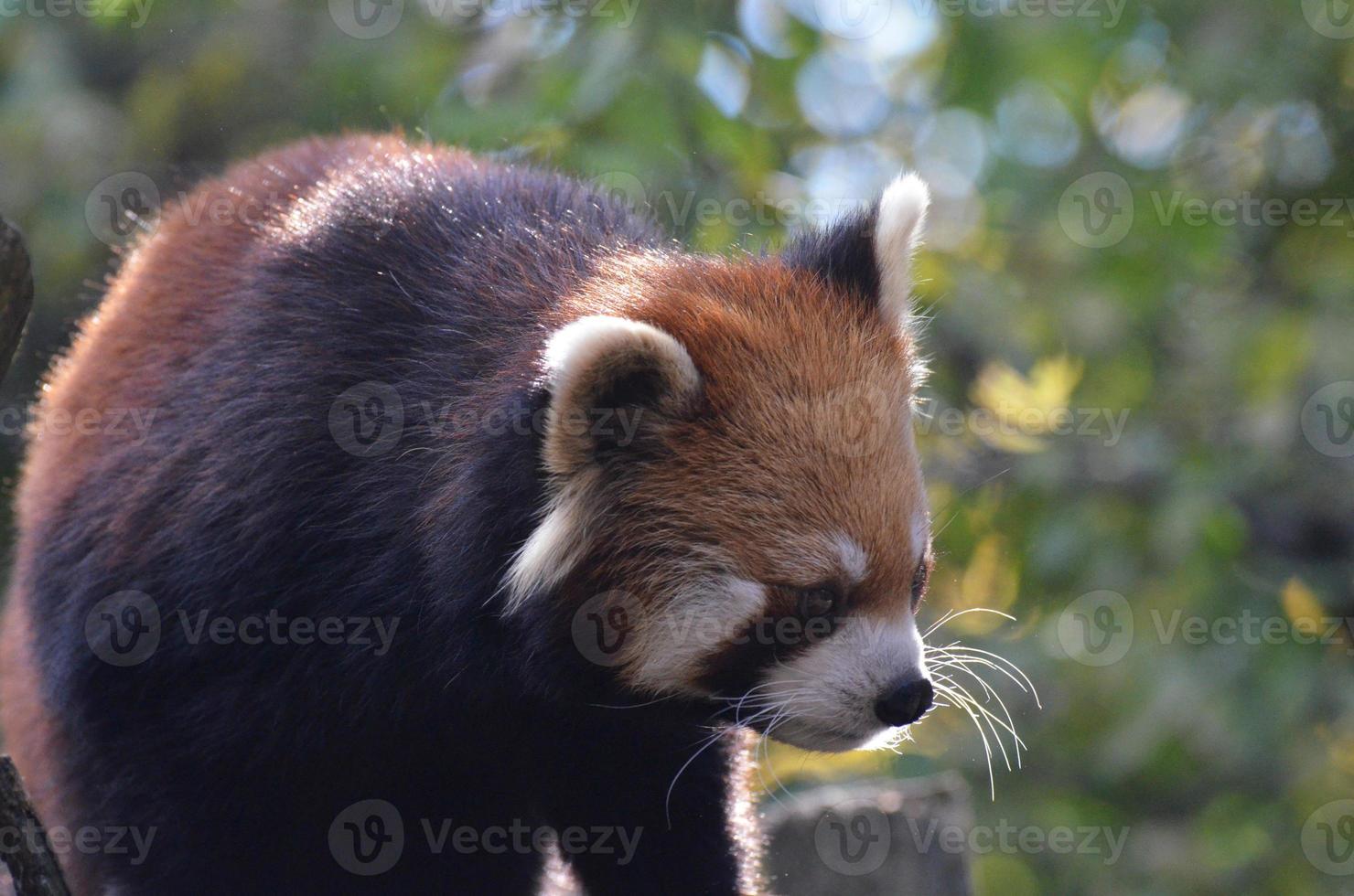 Red Panda Bear with a Mask Across His Face photo