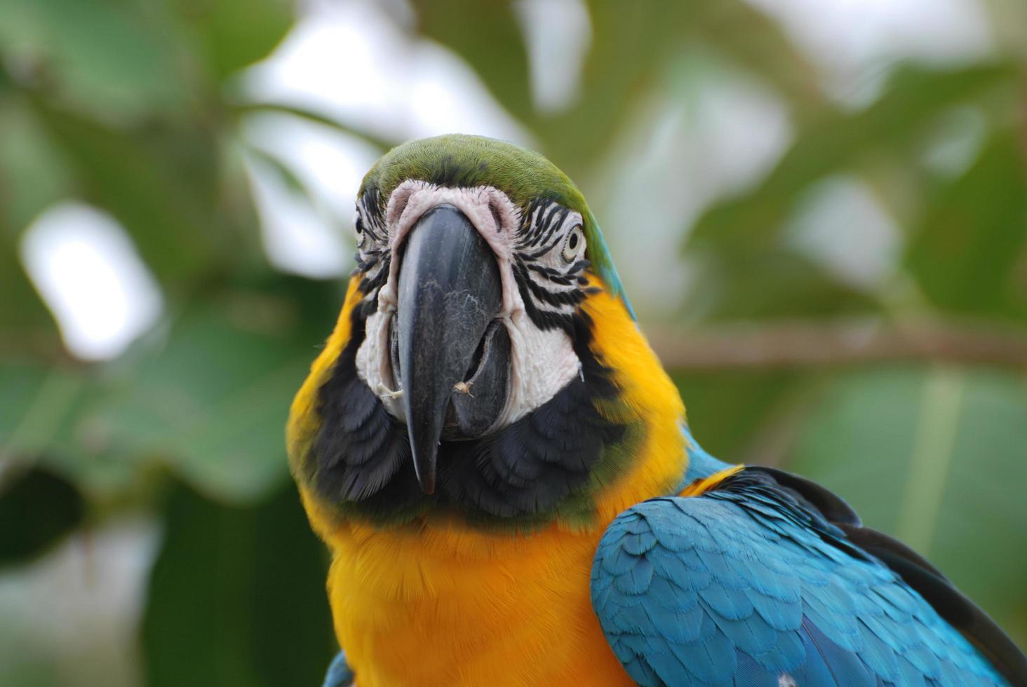 Fantastic Face of a Blue and Gold Macaw Bird photo