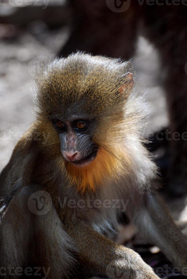 Cute Face of a Baby Mandrill Monkey in the Wild photo