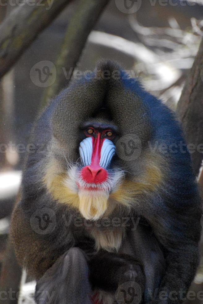 cara muy severa de un mandril con marcas de colores foto