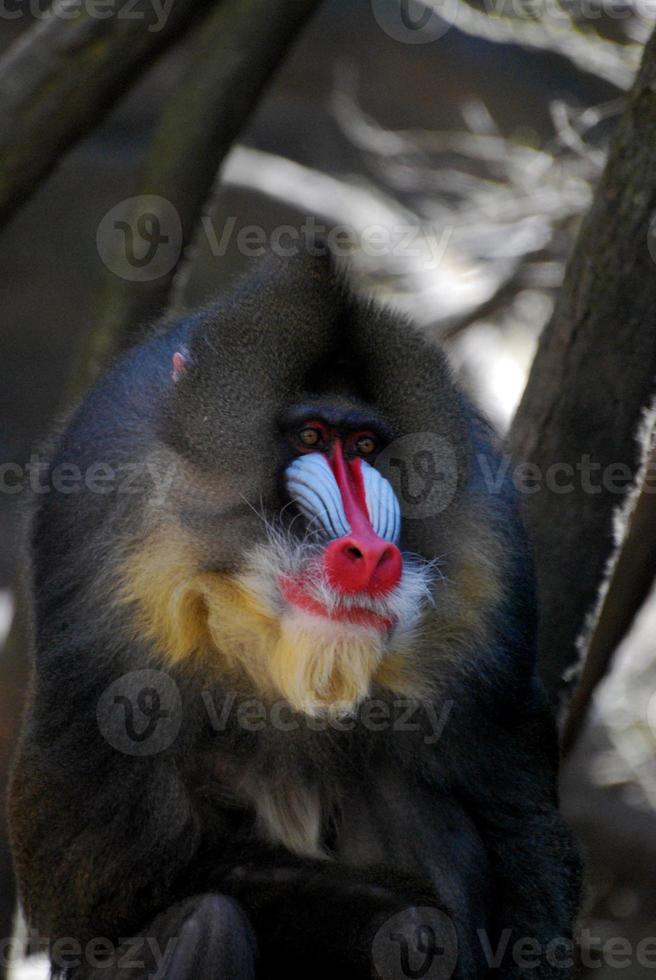 cara colorida de un mono mandril adulto foto