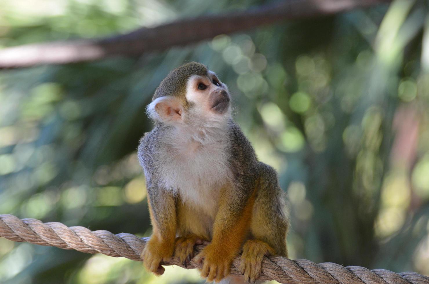 cara asombrosa de un mono ardilla sentado en una cuerda foto