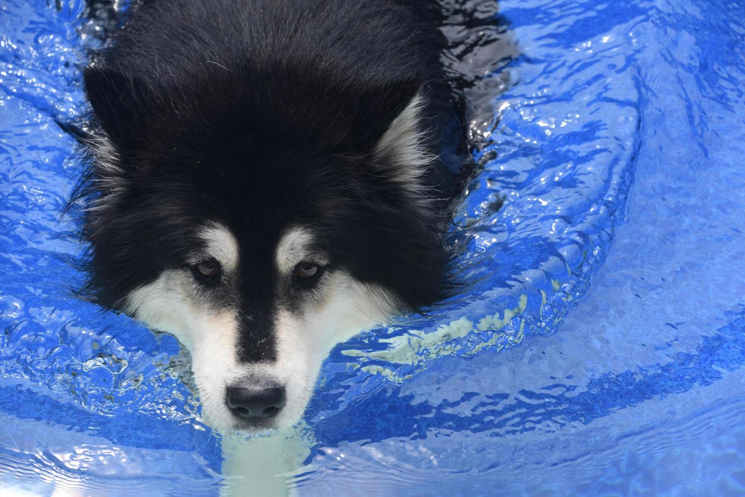 Thick Fluffy Fur on a Swimming Husky Dog photo