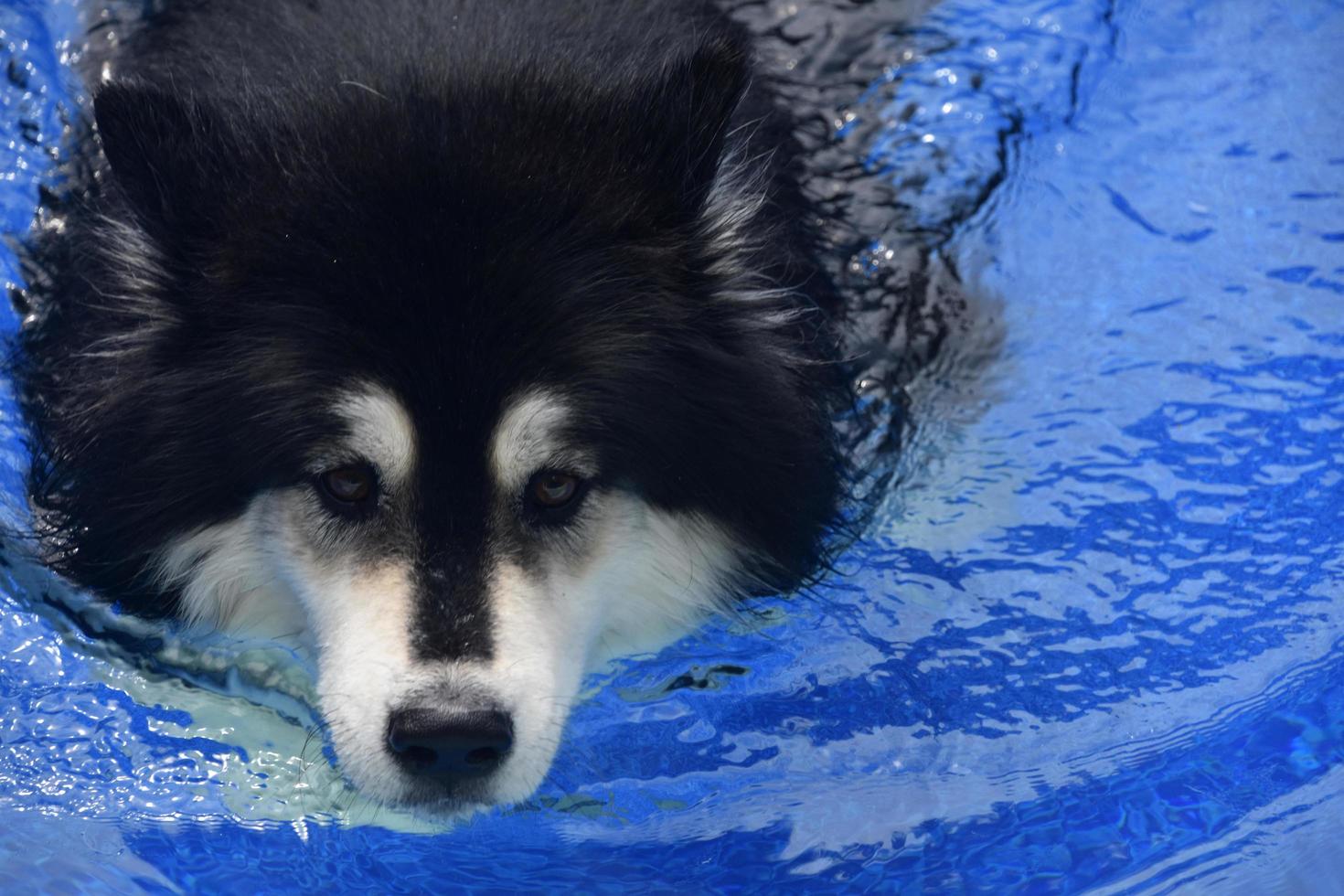 Fluffy and Wet Husky Dog Swimming in a Pool photo